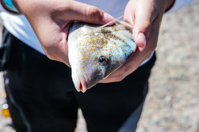 Midsection of man standing with california sheephead