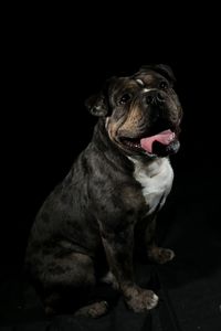 Close-up of a dog looking away