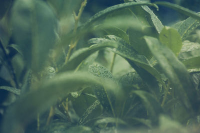 Close-up of plants in water