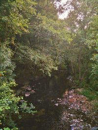 Trees and plants in forest
