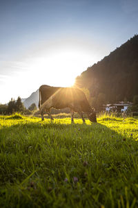 Scenic view of grassy field against sky