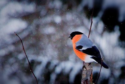 Close-up of bird perching on branch