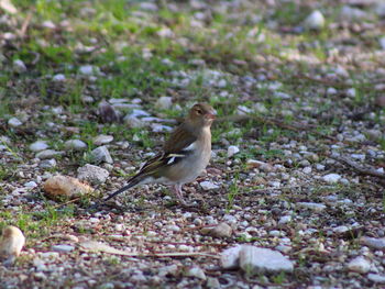 Bird perching on a field