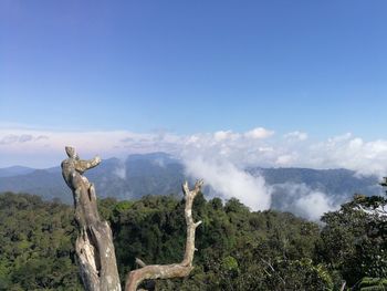 Panoramic shot of trees on mountain against sky