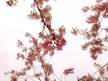 Low angle view of cherry blossoms in spring