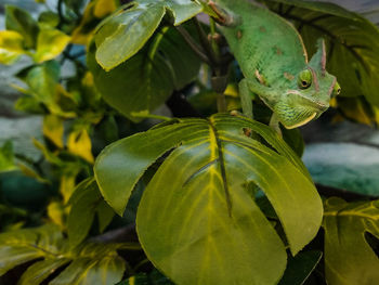 Close-up of insect on leaf