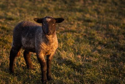 Portrait of sheep standing in field