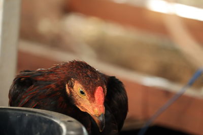 Close-up of a bird