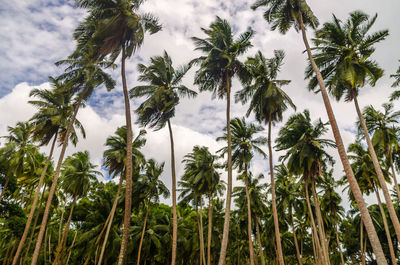 Low angle view of palm trees against sky