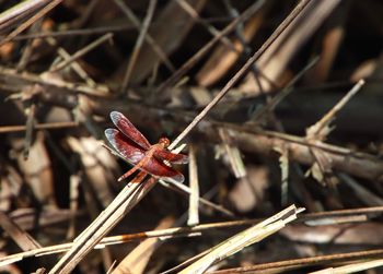 Close-up of insect on dry leaves