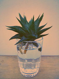 Close-up of drink in glass on table