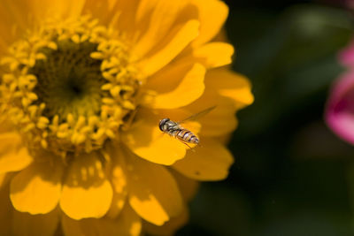 Close-up of bee on yellow flower