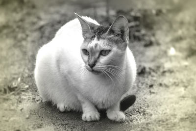 Portrait of cat sitting on field