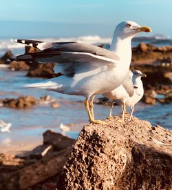 Seagull perching on rock