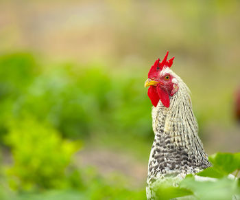 Close-up of a domestic wyandotte rooster
