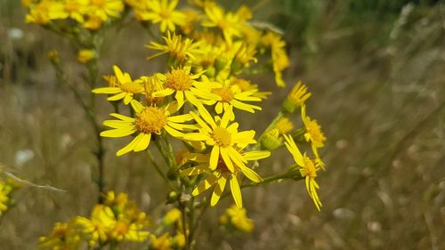 Close-up of yellow flowering plant on field