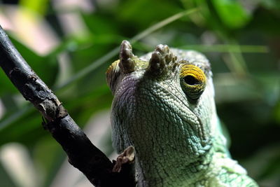 Close-up of lizard on tree