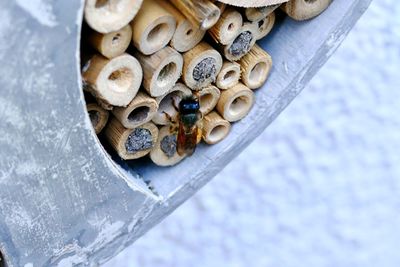 High angle view of shells