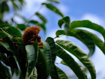 Close-up of flowering plant against sky
