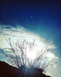 Low angle view of silhouette plants against blue sky