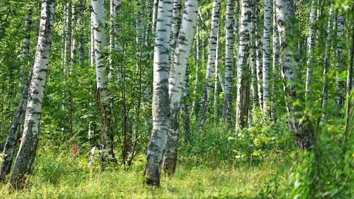 Pine trees in forest