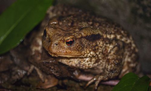 Close-up of frog