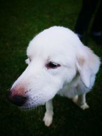 Close-up of white dog