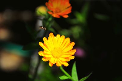 Close-up of honeybee reaching to flower