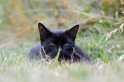 Close-up of black cat on field