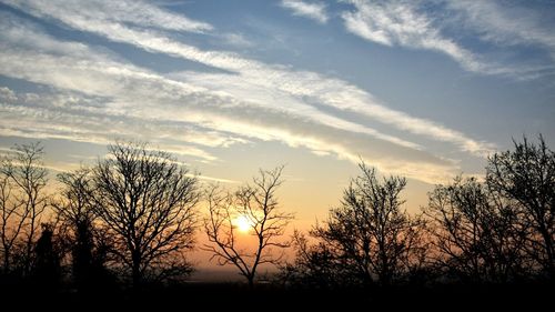 Silhouette of trees at sunset