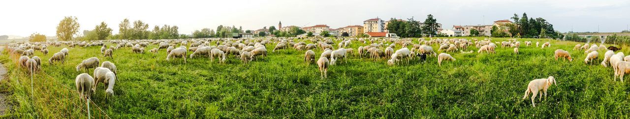 Panoramic view of goats on field against sky