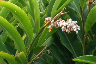 Close-up of insect on plant