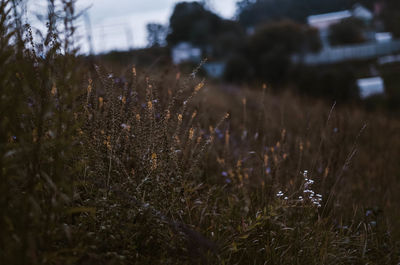 Close-up of grass on field