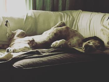 Close-up of dog sleeping on bed