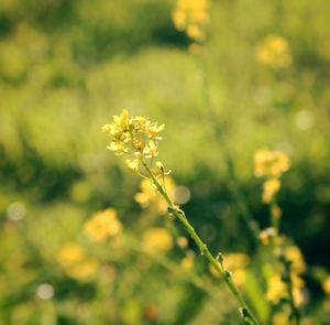 Close-up of yellow flowers