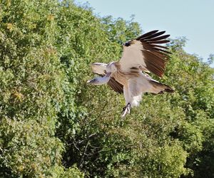Bird flying in a forest
