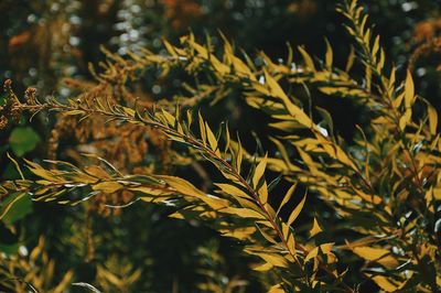 Close-up of fresh yellow plant