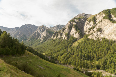 Scenic view of pine trees and mountains against sky