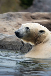 Close-up of seal