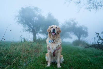 Dog looking away on field