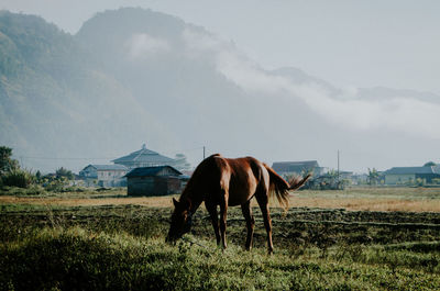 Horse standing in a field