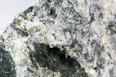 Close-up of lichen on rock