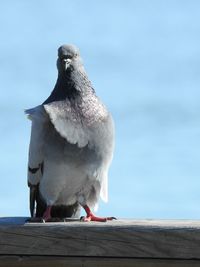 Bird perching by sea against sky