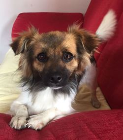 Portrait of dog lying on sofa at home