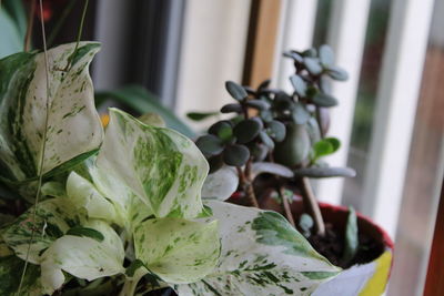 Close-up of fresh green leaves