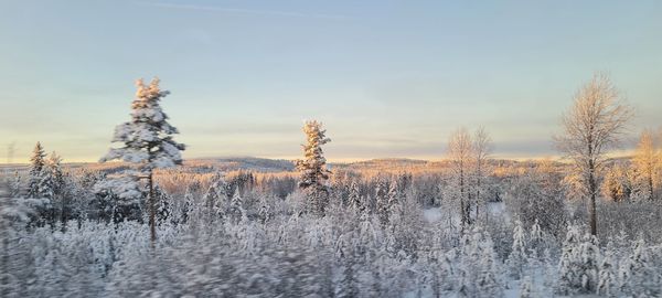 Snow covered land and trees against sky