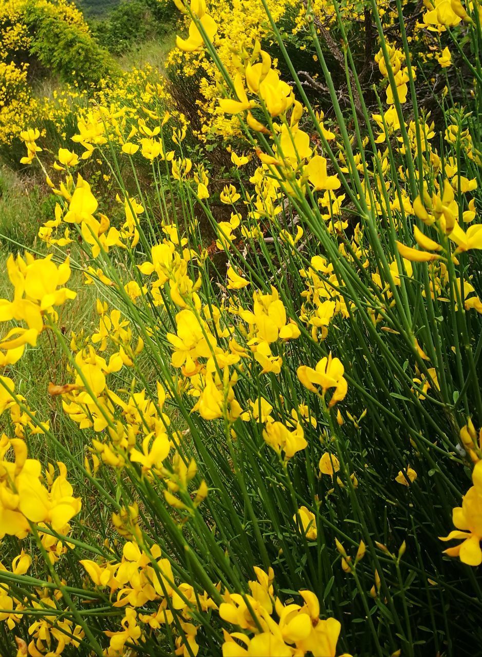 HIGH ANGLE VIEW OF YELLOW FLOWERING PLANT IN FIELD