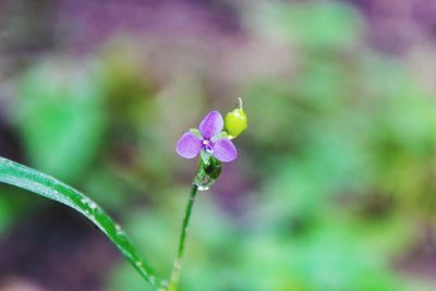Close-up of pink flowering plant