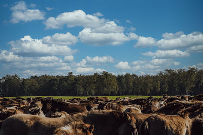 View of sheep on field against sky