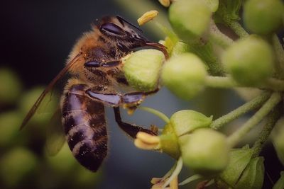 Close-up of insect on plant